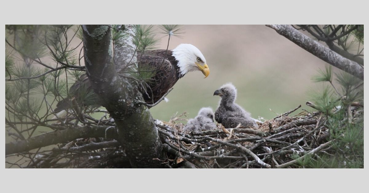 Bald eagle 1_2019.jpg